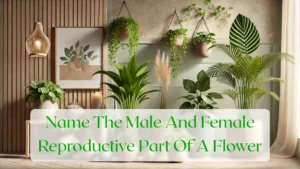 Name The Male And Female Reproductive Part Of A Flower - Blog Featured Image