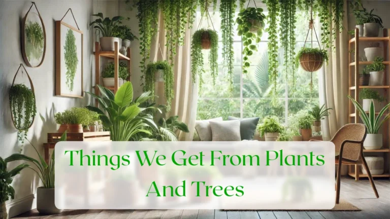 Things We Get From Plants And Trees - Blog Featured Image