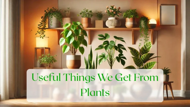 Useful Things We Get From Plants - Blog Featured Image