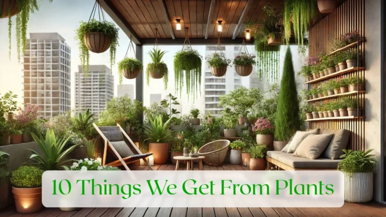 10 Things We Get From Plants - Blog Featured Image