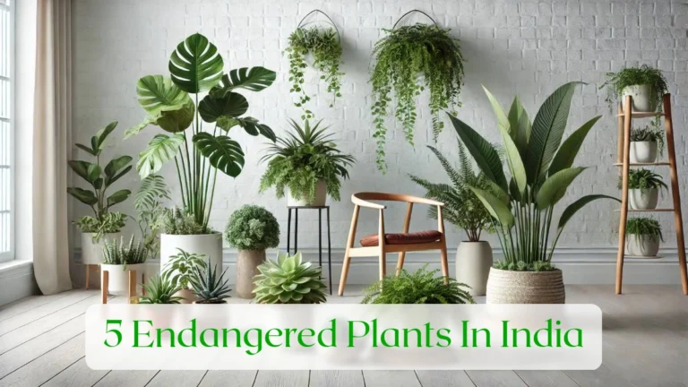 5 Endangered Plants In India - Blog Featured Image