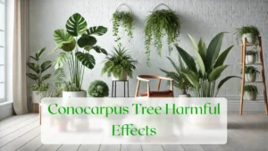 Conocarpus Tree Harmful Effects - Blog Featured Image