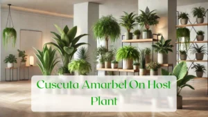 Cuscuta Amarbel On Host Plant - Blog Featured Image