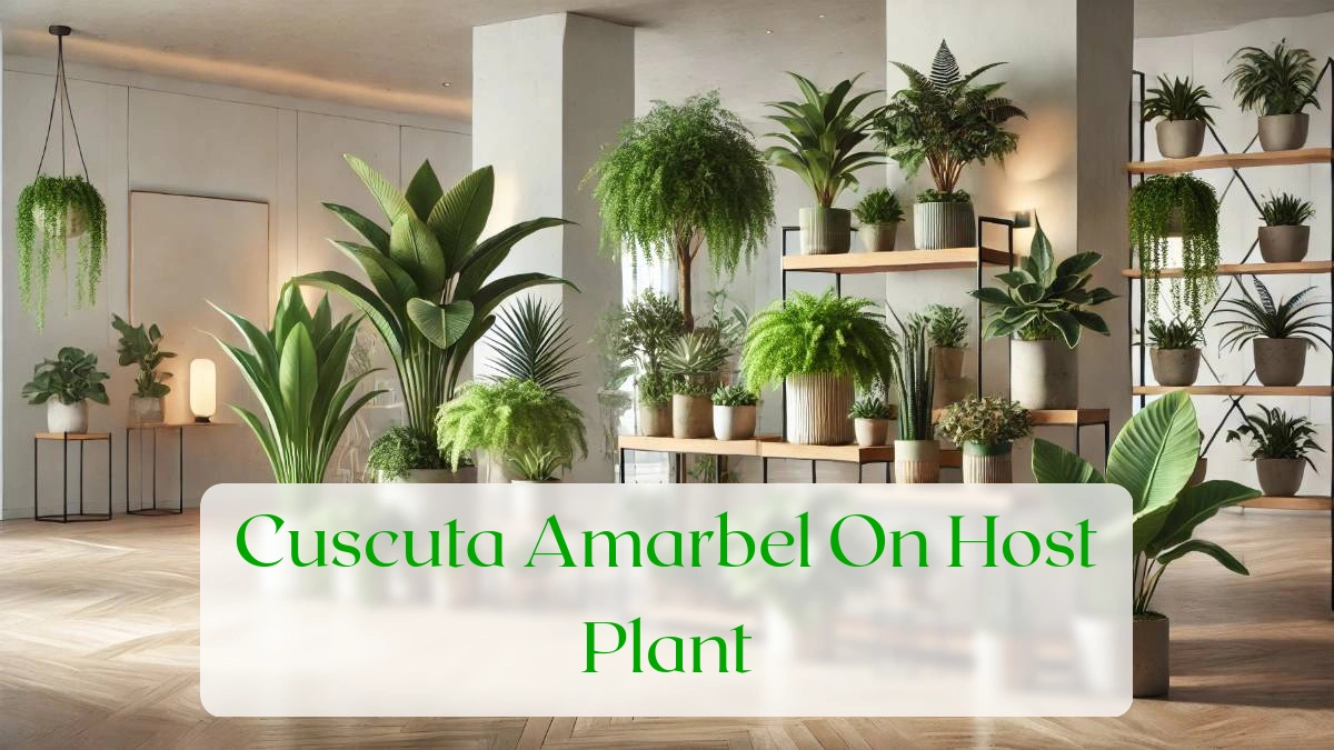 Cuscuta Amarbel On Host Plant - Blog Featured Image