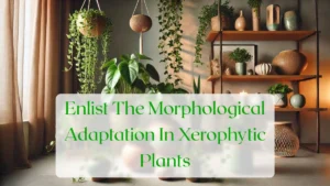Enlist The Morphological Adaptation In Xerophytic Plants - Blog Featured Image