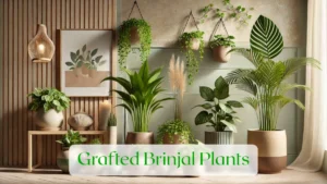 Grafted Brinjal Plants - Blog Featured Image