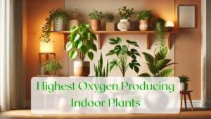 Highest Oxygen Producing Indoor Plants - Blog Featured Image