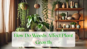 How Do Weeds Affect Plant Growth - Blog Featured Image