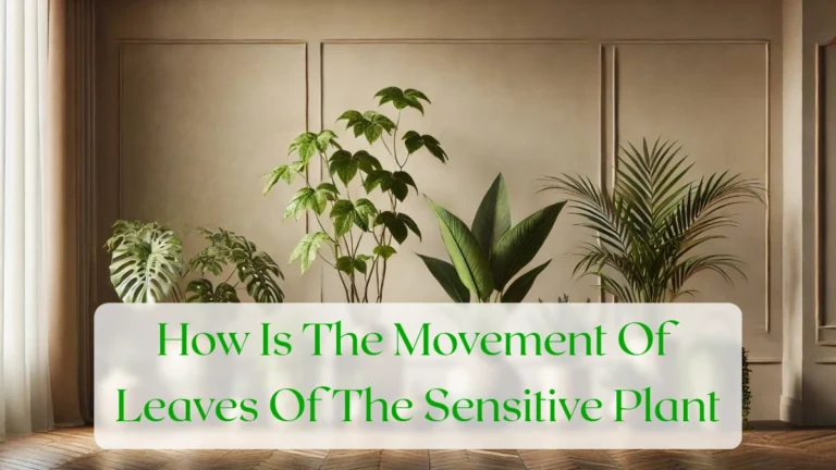How Is The Movement Of Leaves Of The Sensitive Plant - Blog Featured Image