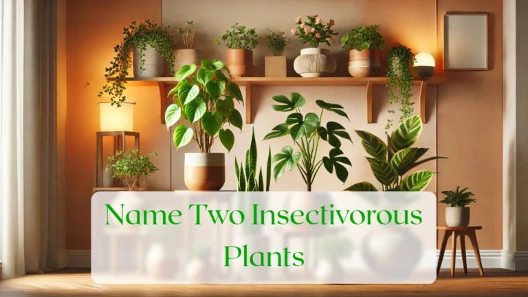 Name Two Insectivorous Plants - Blog Featured Image