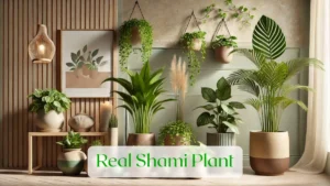Real Shami Plant - Blog Featured Image