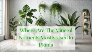Where Are The Mineral Nutrients Mostly Used In Plants - Blog Featured Image