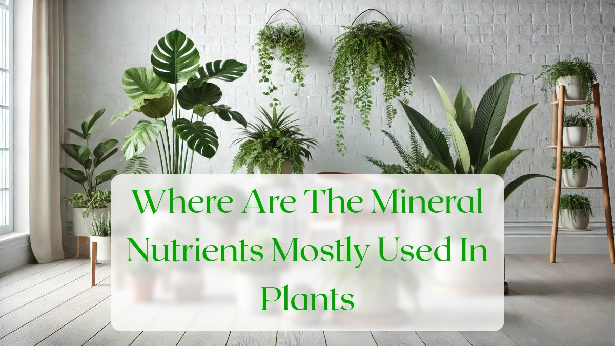 Where Are The Mineral Nutrients Mostly Used In Plants - Blog Featured Image