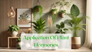 Application Of Plant Hormones - Blog Featured Image