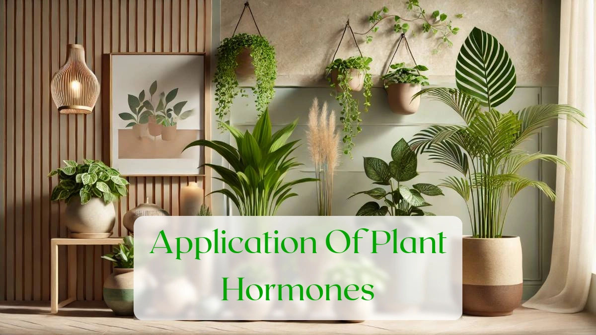 Application Of Plant Hormones - Blog Featured Image