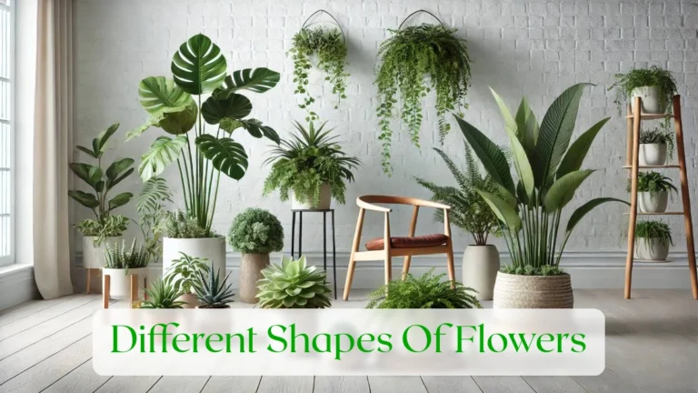 Different Shapes Of Flowers - Blog Featured Image
