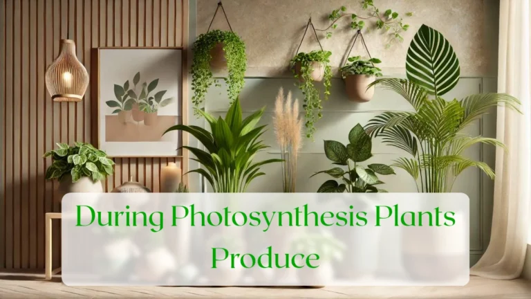 During Photosynthesis Plants Produce - Blog Featured Image