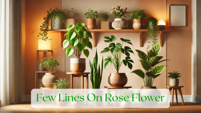 Few Lines On Rose Flower - Blog Featured Image