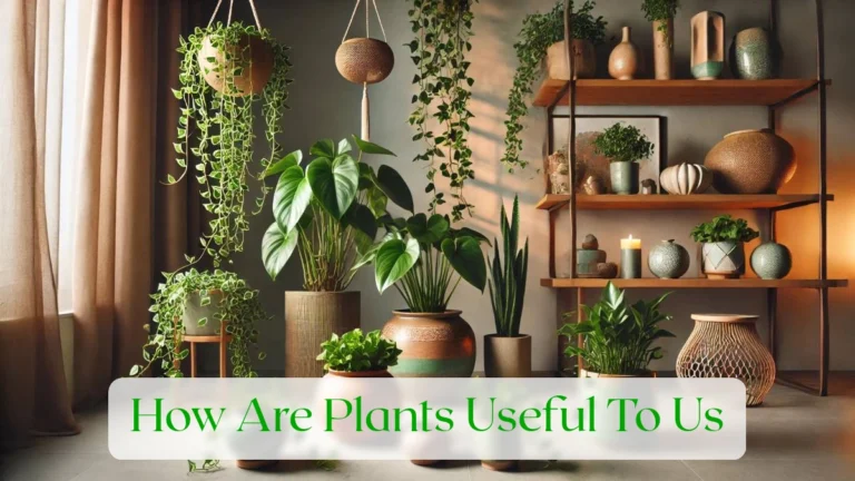 How Are Plants Useful To Us - Blog Featured Image