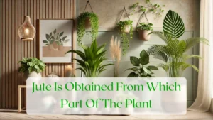 Jute Is Obtained From Which Part Of The Plant - Blog Featured Image