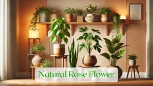 Natural Rose Flower - Blog Featured Image