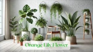 Orange Lily Flower - Blog Featured Image
