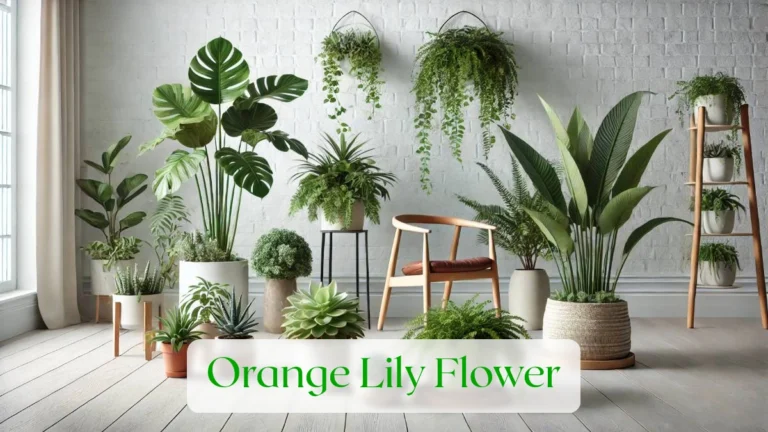 Orange Lily Flower - Blog Featured Image