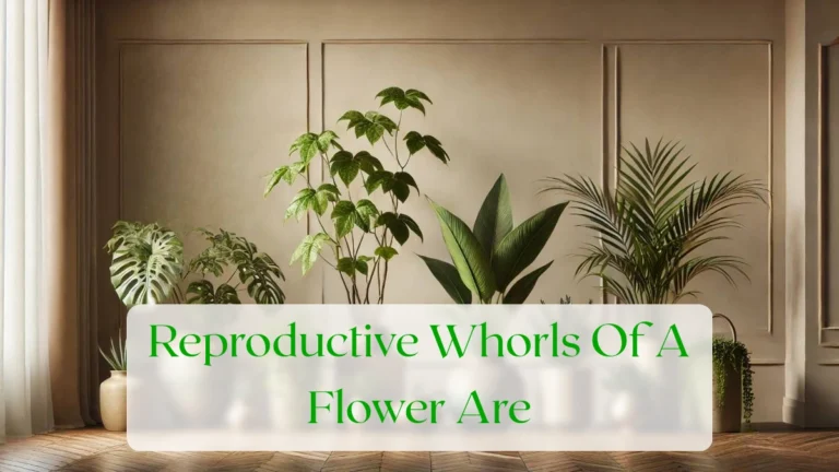 Reproductive Whorls Of A Flower Are - Blog Featured Image
