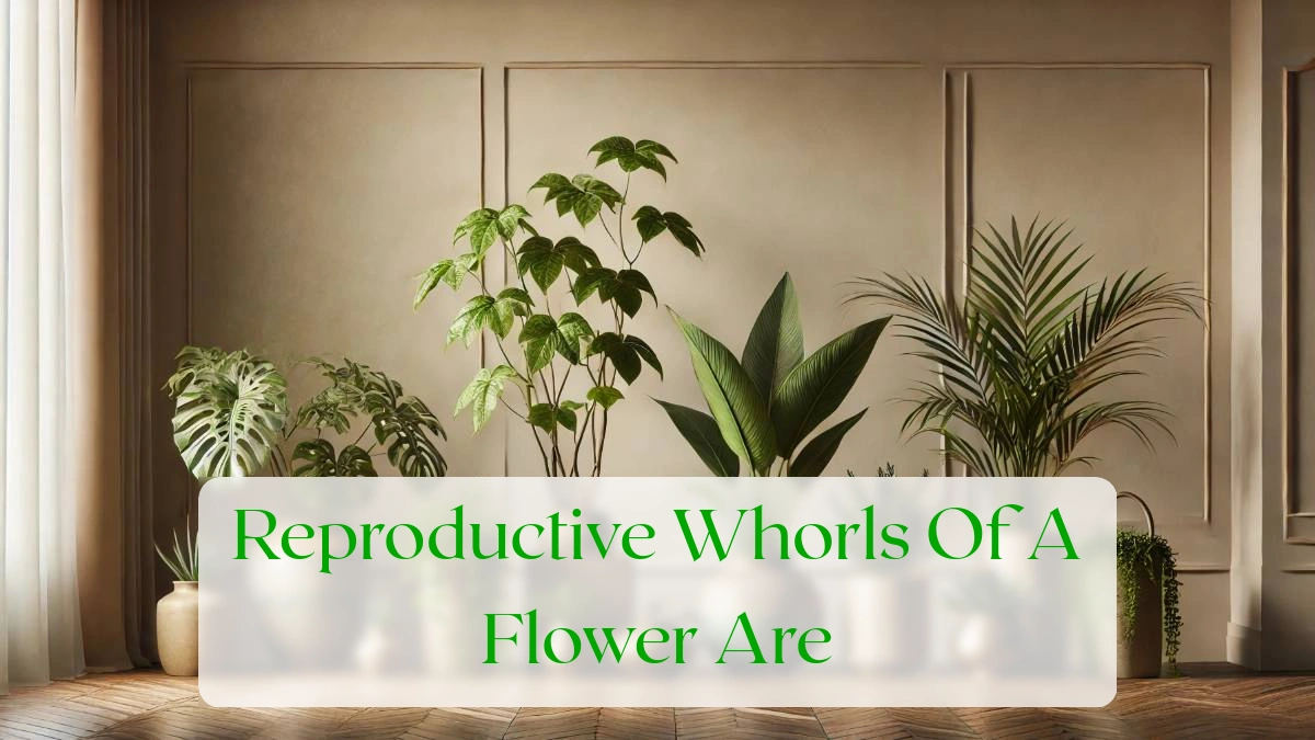 Reproductive Whorls Of A Flower Are - Blog Featured Image