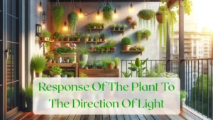 Response Of The Plant To The Direction Of Light - Blog Featured Image
