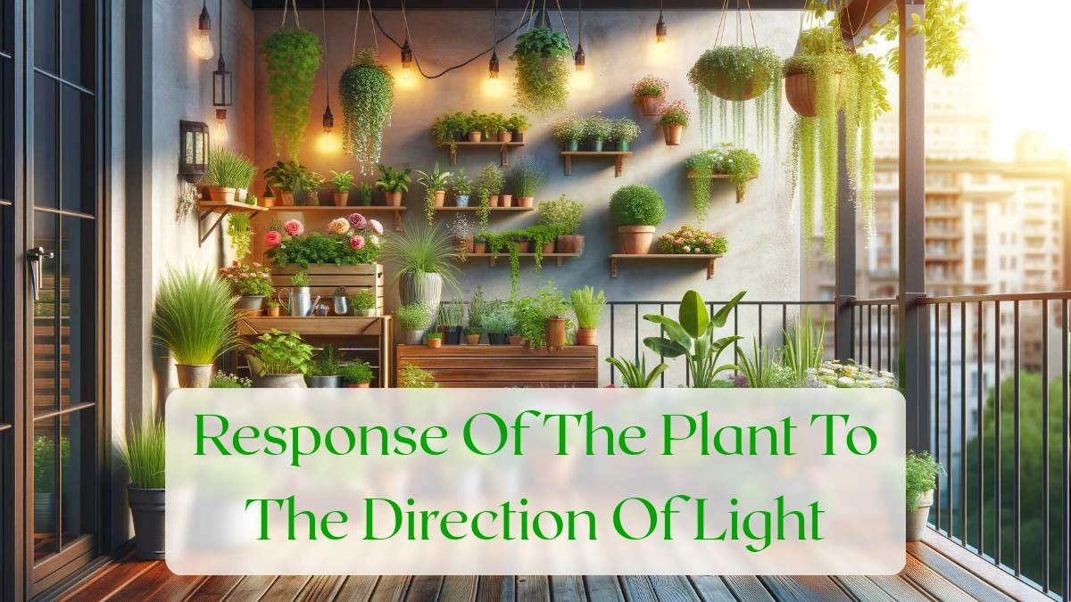 Response Of The Plant To The Direction Of Light - Blog Featured Image