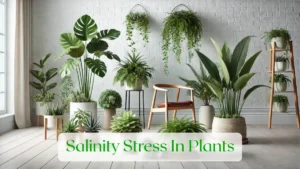 Salinity Stress In Plants - Blog Featured Image