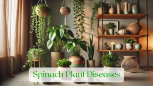 Spinach Plant Diseases - Blog Featured Image