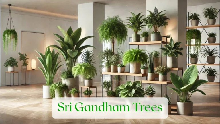 Sri Gandham Trees - Blog Featured Image