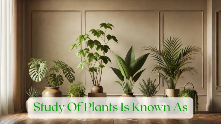 Study Of Plants Is Known As - Blog Featured Image