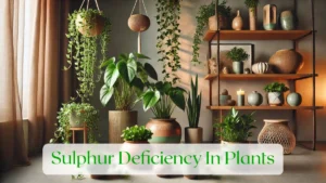Sulphur Deficiency In Plants - Blog Featured Image