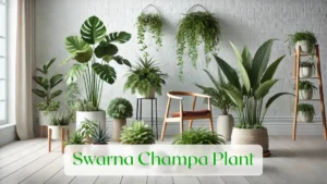 Swarna Champa Plant - Blog Featured Image