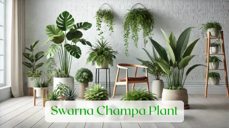 Swarna Champa Plant - Blog Featured Image