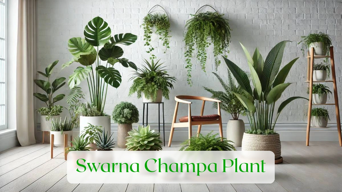 Swarna Champa Plant - Blog Featured Image
