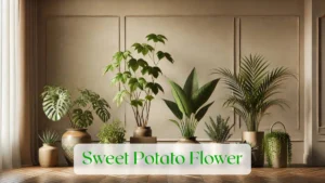 Sweet Potato Flower - Blog Featured Image