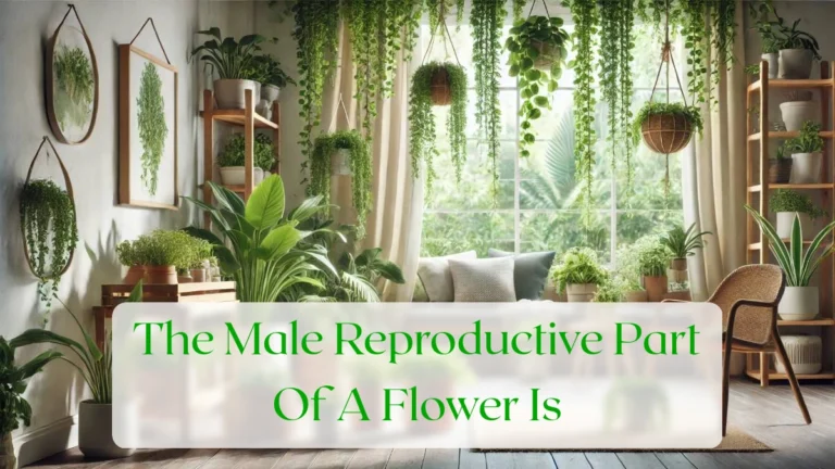 The Male Reproductive Part Of A Flower Is - Blog Featured Image