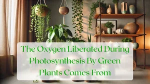 The Oxygen Liberated During Photosynthesis By Green Plants Comes From - Blog Featured Image