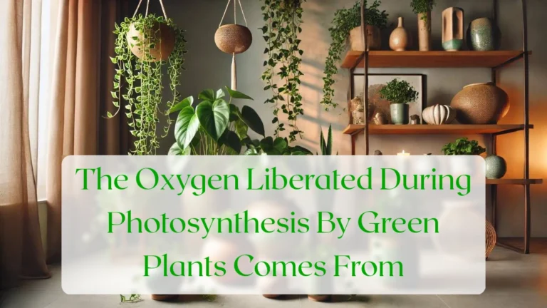 The Oxygen Liberated During Photosynthesis By Green Plants Comes From - Blog Featured Image