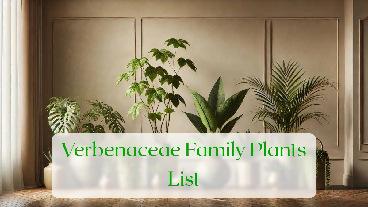 Verbenaceae Family Plants List - Blog Featured Image